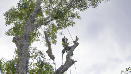 tree care