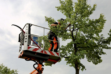 tree services